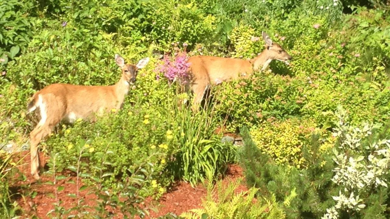 Kelli Creek Cottage - Reduced Price On Tours Juneau Extérieur photo