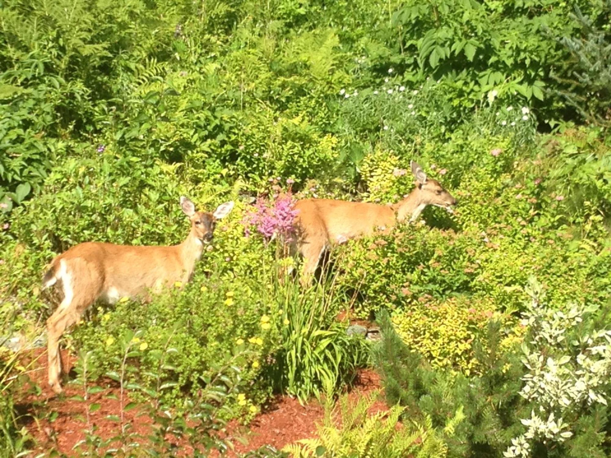 Kelli Creek Cottage - Reduced Price On Tours Juneau Extérieur photo
